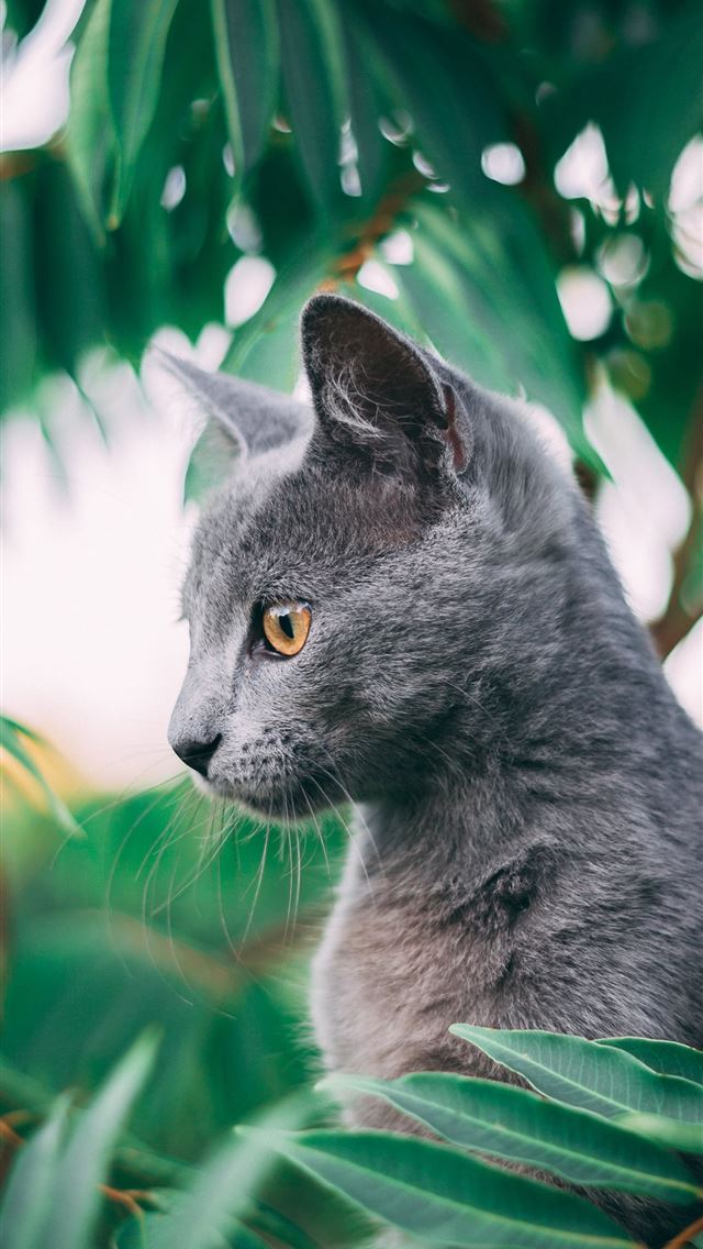 1290x2796 russian blue cat on green grass during daytime - cat iPhone Wallpaper
