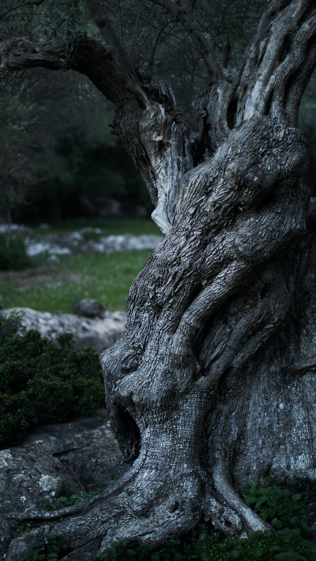 1290x2796 leafless tree surrounded by grass -  iphone 14 Wallpaper