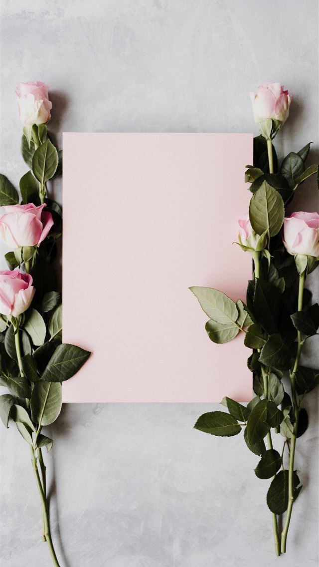 1290x2796 pink roses and pink card with space for text - pink iPhone Wallpaper