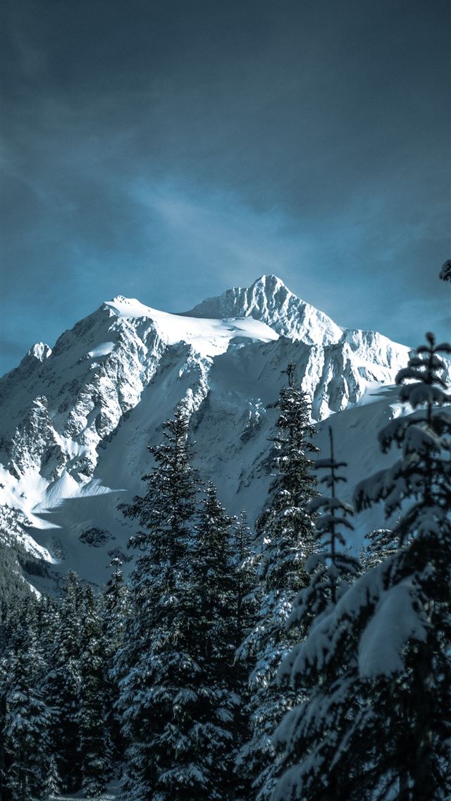 1290x2796 snow covered pine trees and mountain - winter iPhone Wallpaper