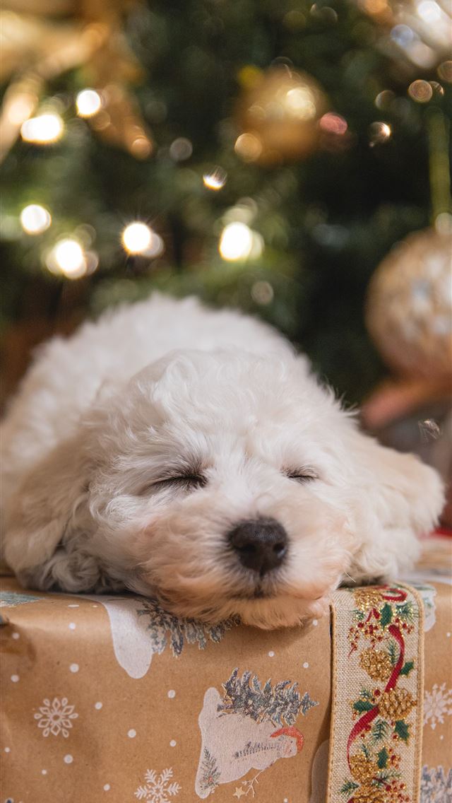 1290x2796 white long coat small dog on brown wooden table -  iphone 14 Wallpaper