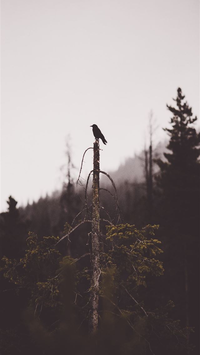 1290x2796 black bid perching on top of tree - spring iPhone Wallpaper