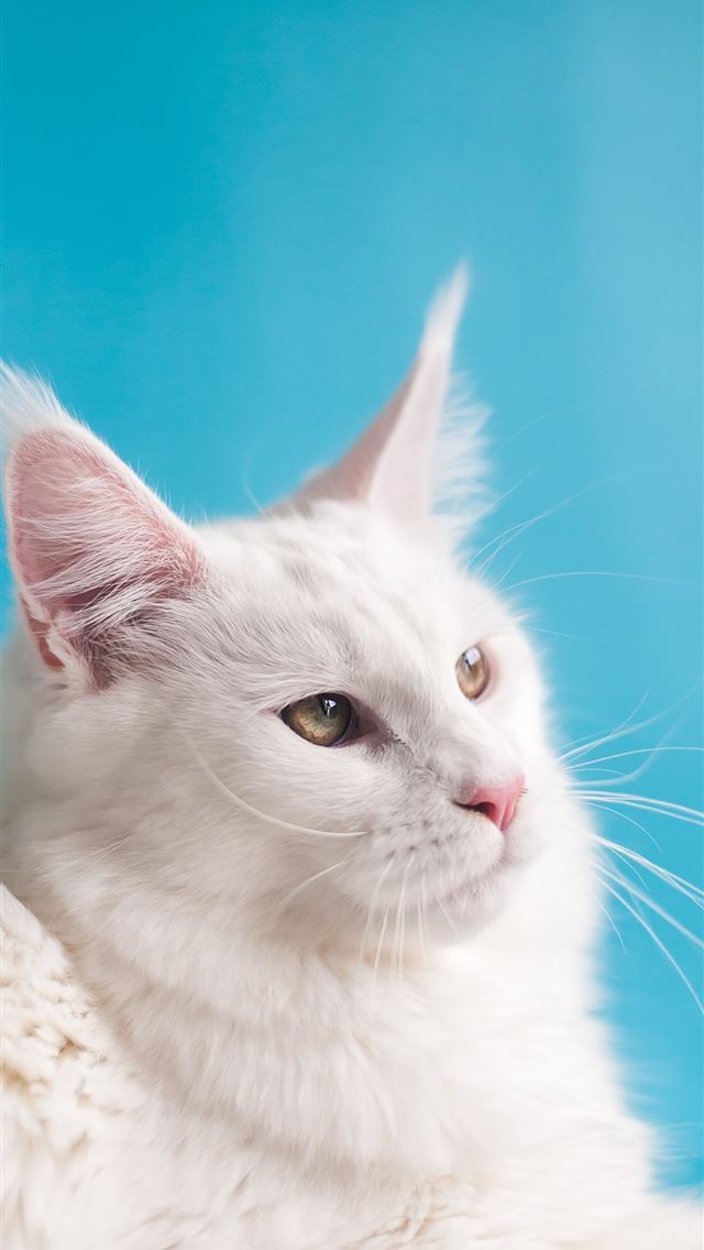 1290x2796 white cat on white textile - cartoon iPhone Wallpaper