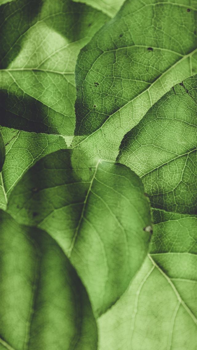 1290x2796 green plant leaves -  iphone 14 Wallpaper