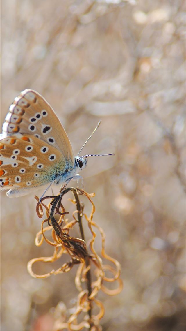1290x2796 brown butterfly perched on flower - butterfly iPhone Wallpaper