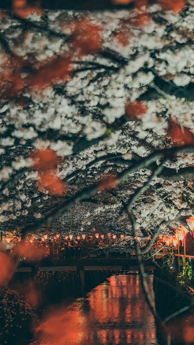 1290x2796 cherry blossom trees near lake - japan iPhone Wallpaper