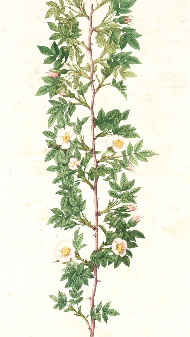 1290x2796 green and pink leaf plant - illustration iPhone Wallpaper