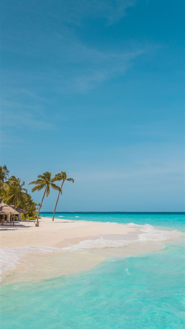 1290x2796 palm trees on beach shore during daytime - summer iPhone Wallpaper