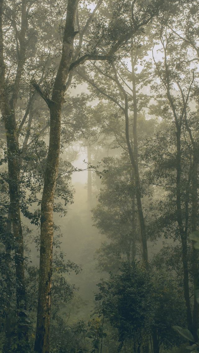 1290x2796 twilight photography of green leafed forest - trees iPhone Wallpaper