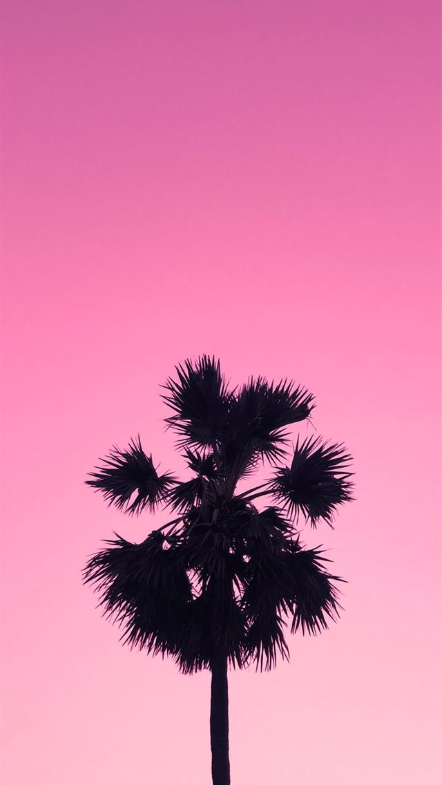 1290x2796 silhouette of palm tree - pink iPhone Wallpaper