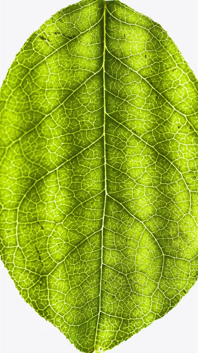 1290x2796 green leaf - leaf iPhone Wallpaper
