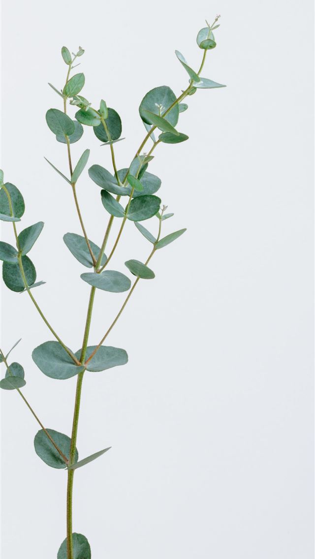 1290x2796 green leafed plant - leaf iPhone Wallpaper
