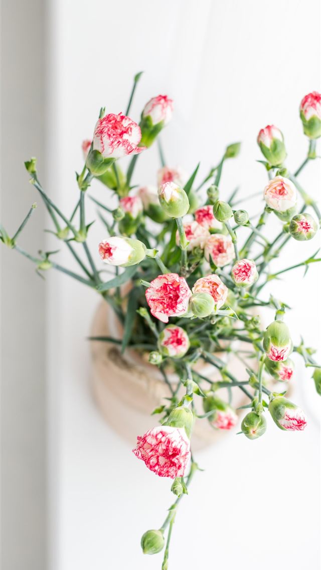 1290x2796 potted pink and white petaled flowers - pink iPhone Wallpaper