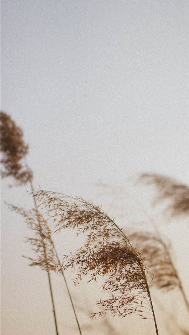 1290x2796 green trees under white sky during daytime - sun iPhone Wallpaper