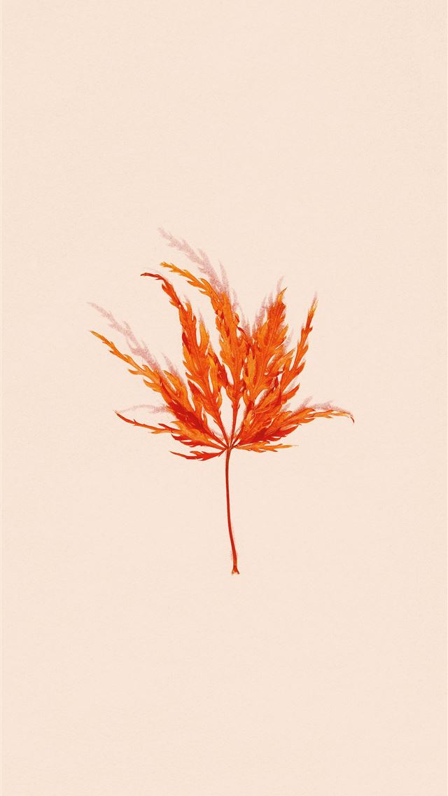 1290x2796 brown plant on white background - minimalist iPhone Wallpaper