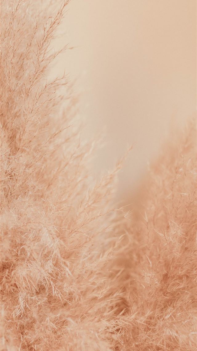 1290x2796 a blurry photo of some brown grass - flower iPhone Wallpaper
