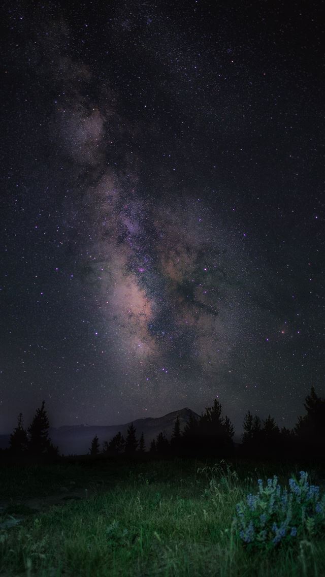 1290x2796 a field with grass and trees under a night sky fil... - trees iPhone Wallpaper