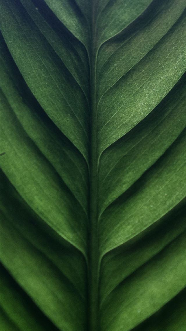 1290x2796 a close up view of a green leaf - green iPhone Wallpaper