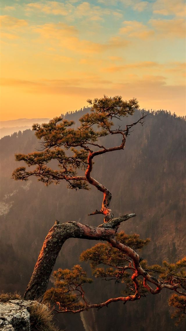 1290x2796 lone tree on top of mountain 4k - nature iPhone Wallpaper