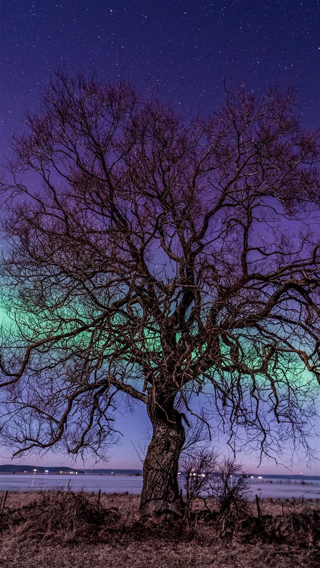 1290x2796 northern light tree 5k - nature iPhone Wallpaper