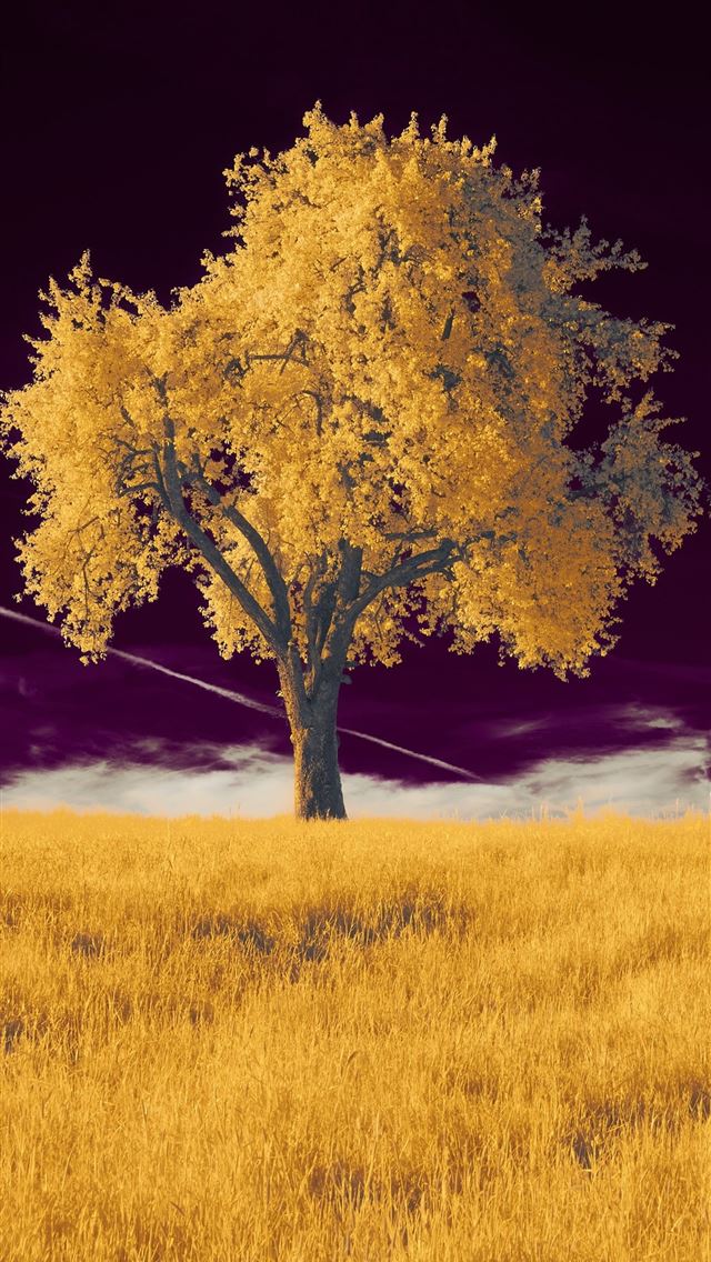 1290x2796 a tree in a field with a purple sky 5k - nature iPhone Wallpaper