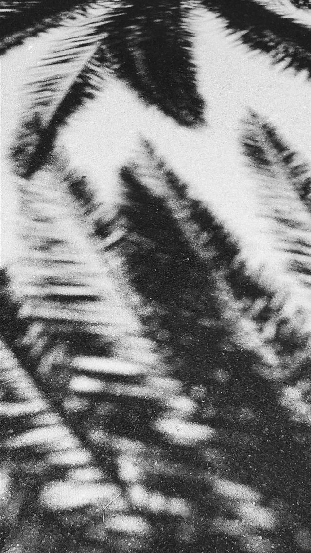 1290x2796 a black and white photo of a palm tree - leaf iPhone Wallpaper