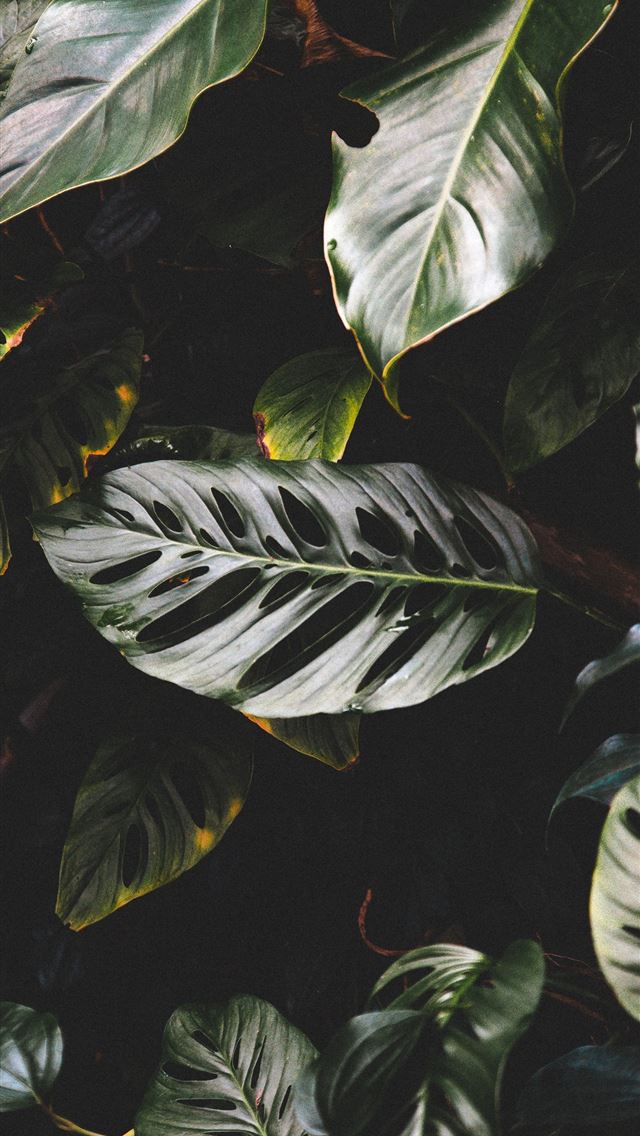 1290x2796 a close up of a green leafy plant - leaf iPhone Wallpaper