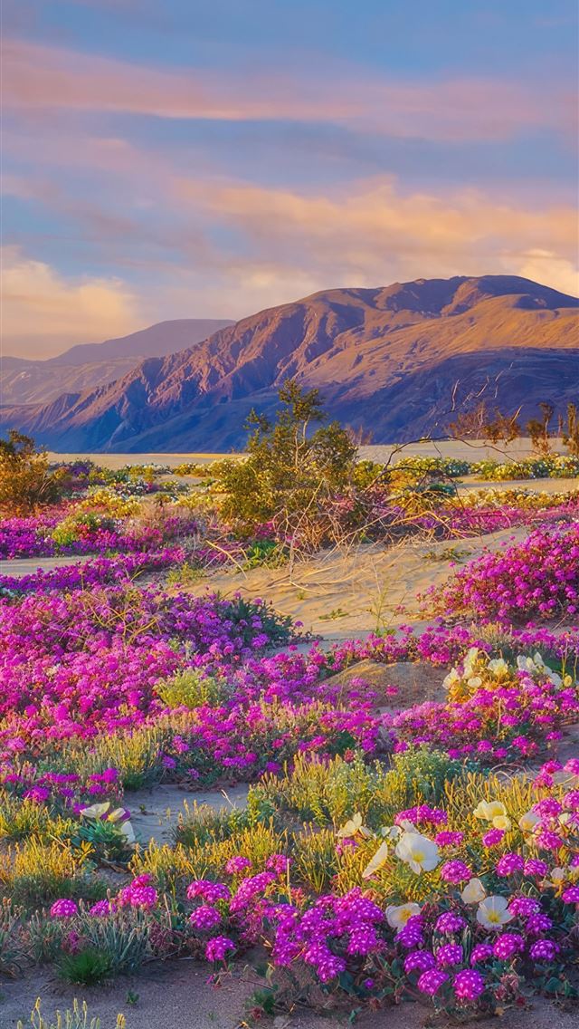1290x2796 wild flowers in the desert - nature iPhone Wallpaper