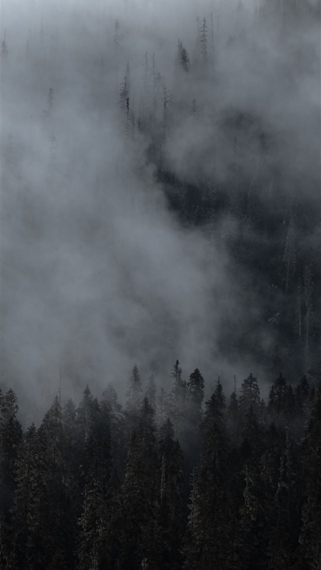 1290x2796 a mountain covered in fog with trees in the foregr... - woods iPhone Wallpaper