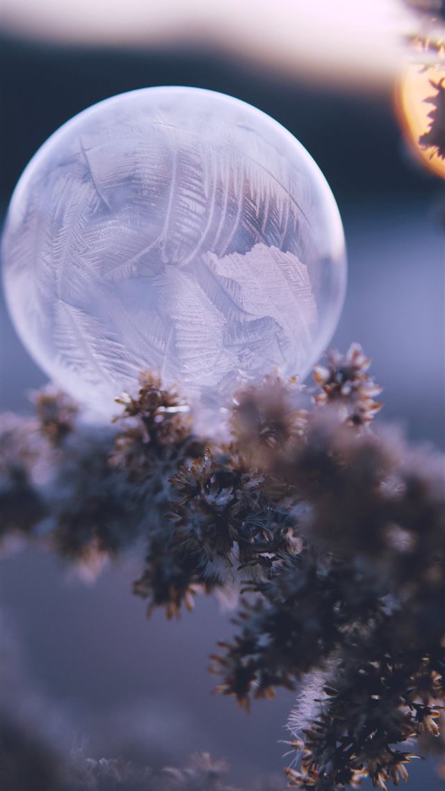 1290x2796 a close up of a clear bubble in a tree - tree iPhone Wallpaper