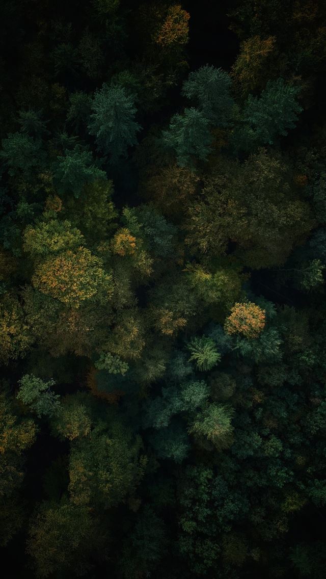 1290x2796 an aerial view of a forest with lots of trees - green iPhone Wallpaper
