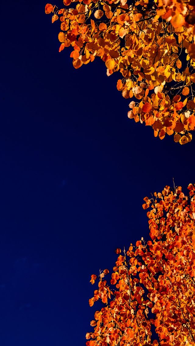 1290x2796 autumn view from the surselva switzerland 5k - nature iPhone Wallpaper