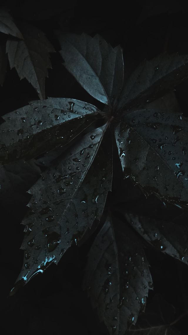 1290x2796 a close up of a leaf with drops of water on it - leaf iPhone Wallpaper