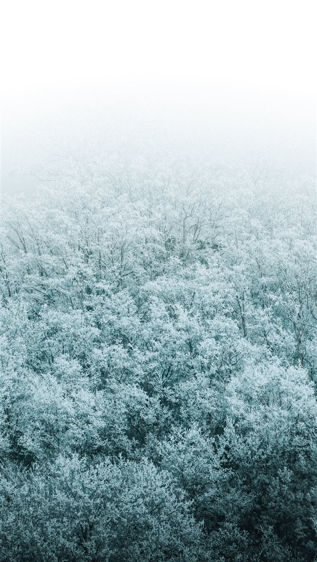 1290x2796 a forest filled with lots of trees covered in snow - landscape iPhone Wallpaper
