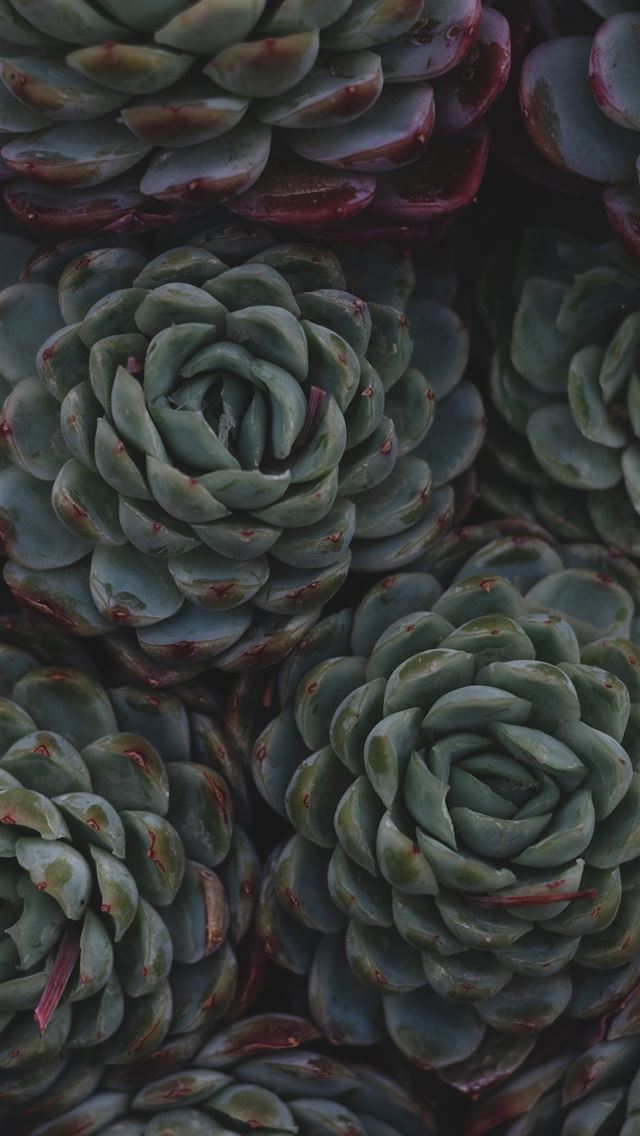 1290x2796 a close up of a bunch of succulents - fruit iPhone Wallpaper