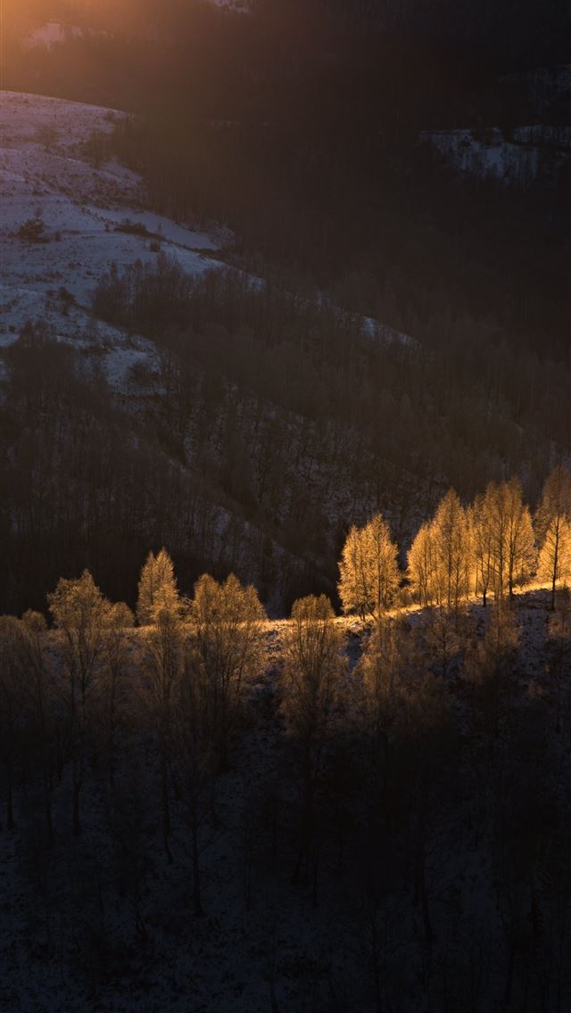 1290x2796 sun beams with golden light over the frozen trees - nature iPhone Wallpaper