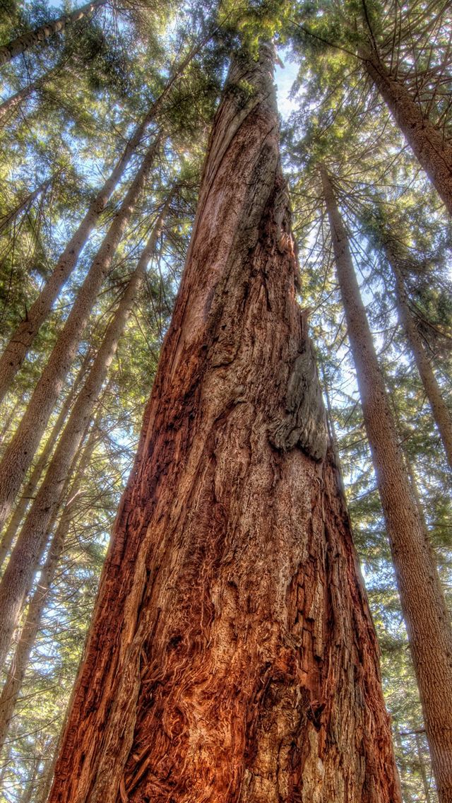 1290x2796 green leafed trees - beautiful iPhone Wallpaper