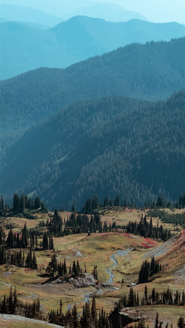 1290x2796 aerial photo of a forest - trees iPhone Wallpaper
