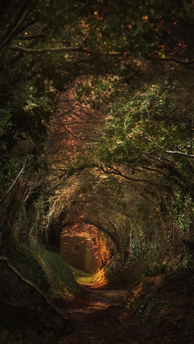 1290x2796 a tunnel of trees in the middle of a forest - green iPhone Wallpaper