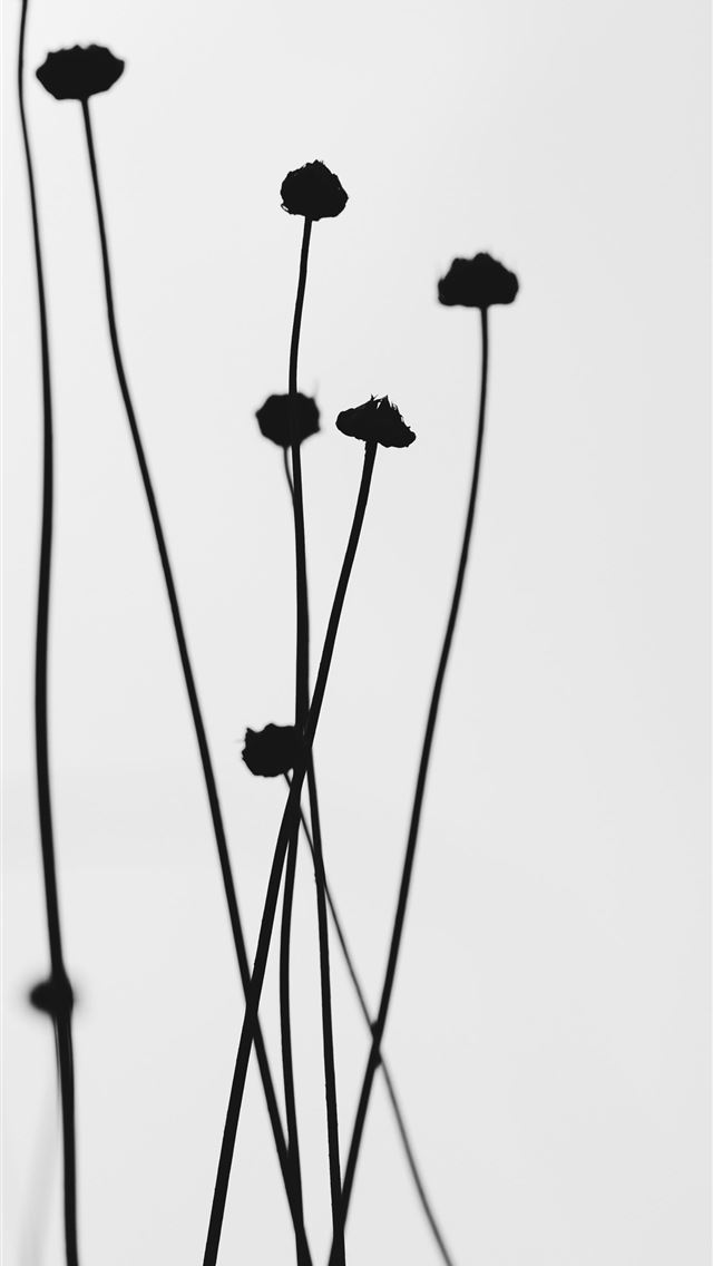 1290x2796 a black and white photo of a bunch of flowers - flower iPhone Wallpaper