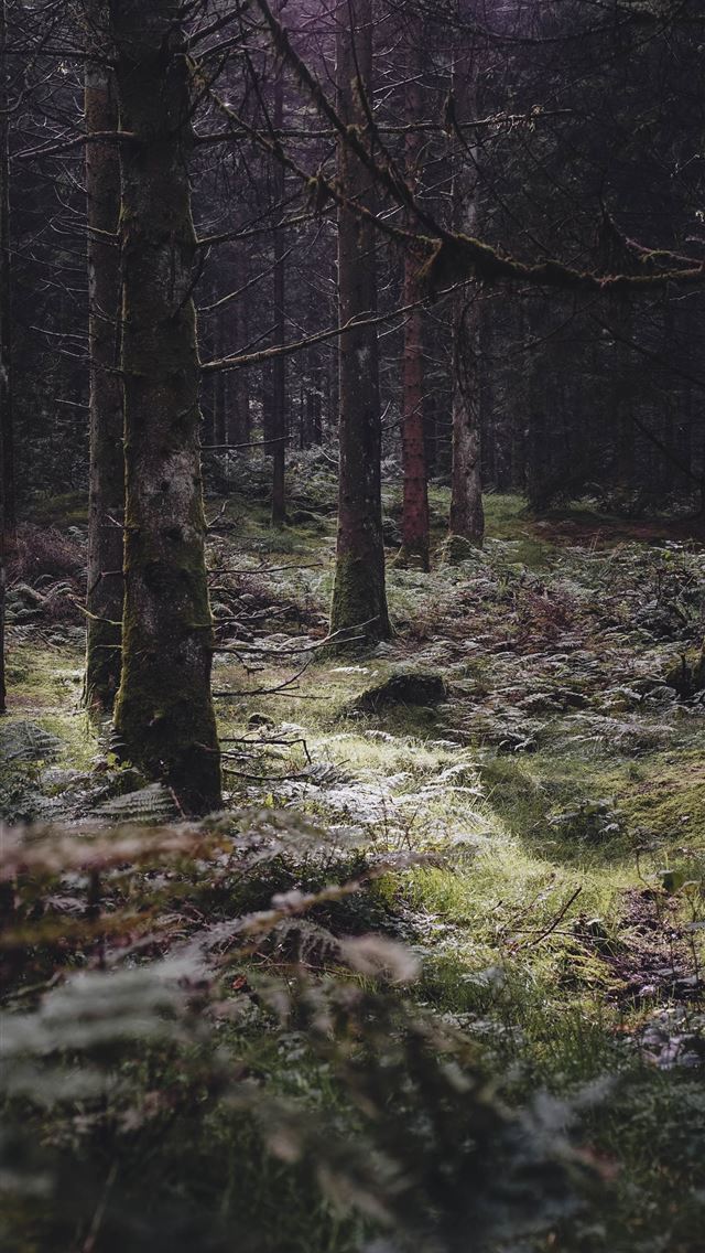 1290x2796 a forest filled with lots of trees and grass -  iphone 14 Wallpaper