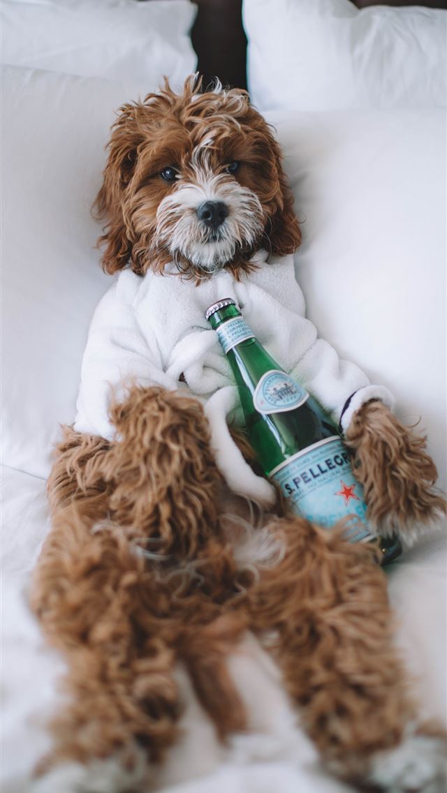 1290x2796 brown dog lying on bed with bottle of S Pellegrino... - funny iPhone Wallpaper