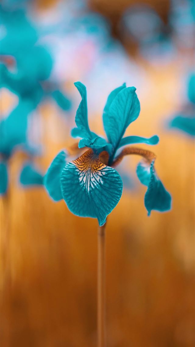1290x2796 a close up of a blue flower in a field - flower iPhone Wallpaper