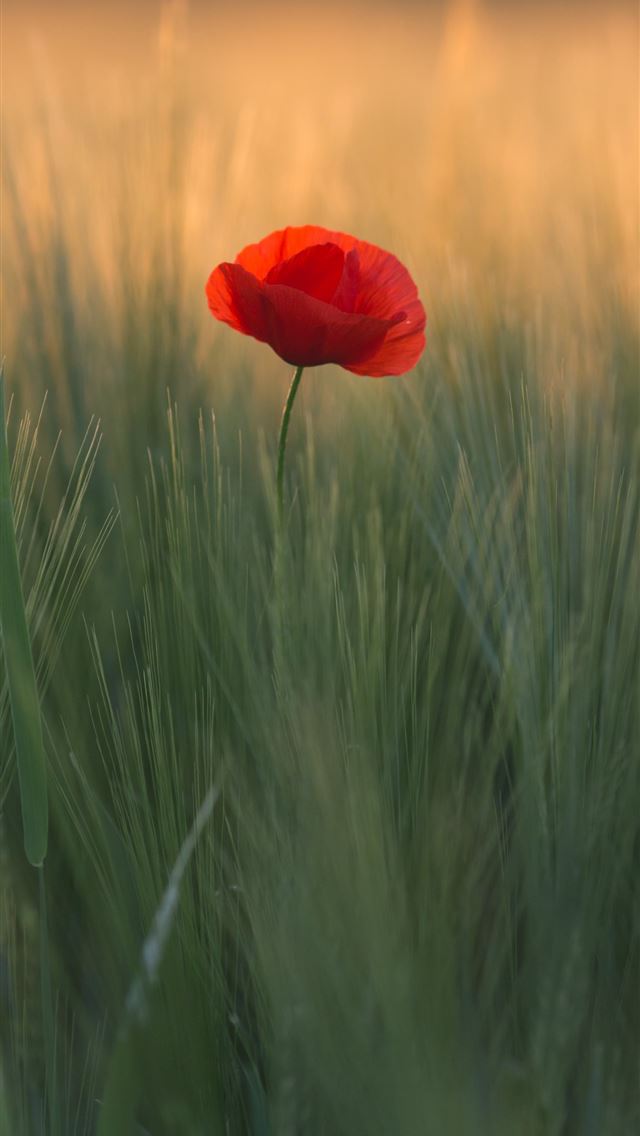1290x2796 shallow focus photo of red flower - flower iPhone Wallpaper