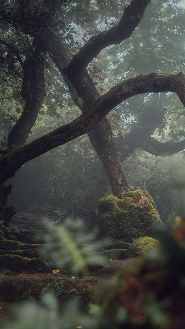 1290x2796 a mossy forest filled with lots of trees - trees iPhone Wallpaper