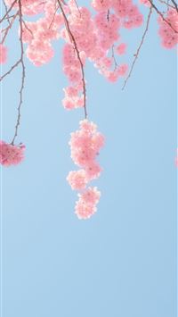 Best Spring iPhone HD Wallpapers - iLikeWallpaper