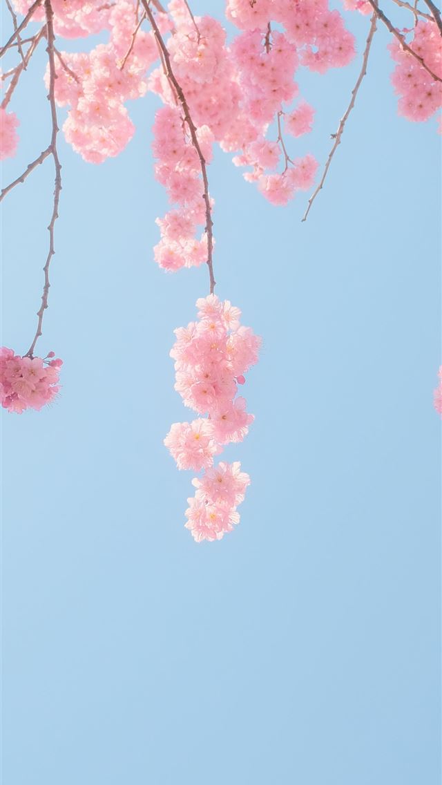 1290x2796 pink cherry blossom tree under blue sky - pink iPhone Wallpaper
