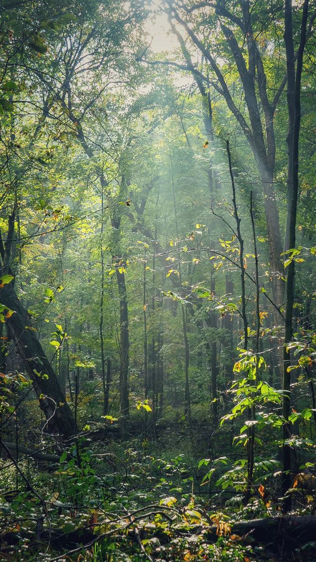 1290x2796 green trees in forest during daytime -  iphone 14 Wallpaper