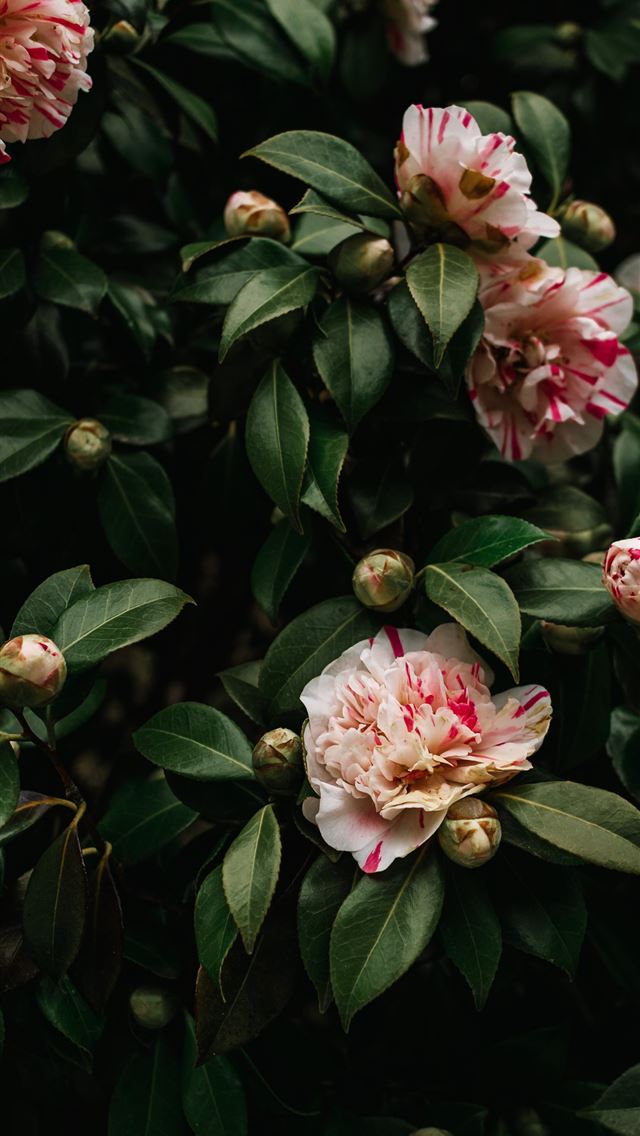 1290x2796 a bush with pink flowers and green leaves - flower iPhone Wallpaper