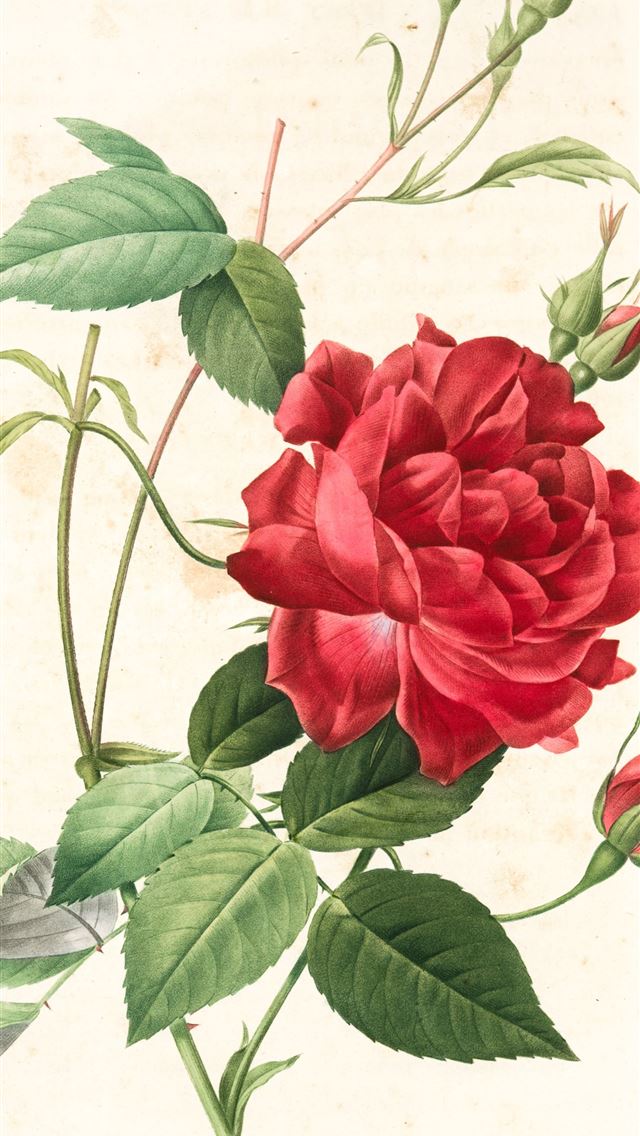 1290x2796 a drawing of a red rose with green leaves - rose iPhone Wallpaper